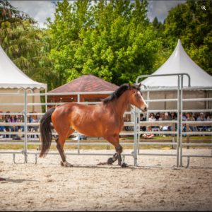 Rond de longe - Horseman - Ø 18m - 1m80 de haut